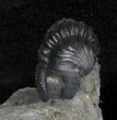 Enrolled Eldredgeops Trilobite - New York #30271-2